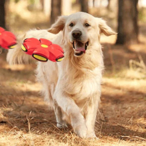 Brinquedo Voador para Cães com Função 2 em 1 - SkyHound- Atividade saudável para os pets